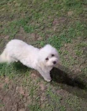 Poodle fêmea 300