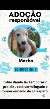 Doação de cachorrinho