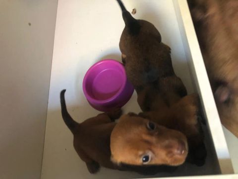 Salsicha/Danchshund filhotes macho