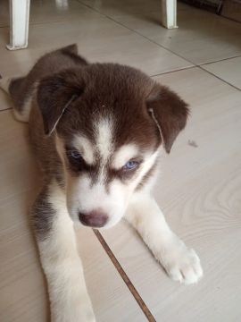 Filhote Husky Siberiano
