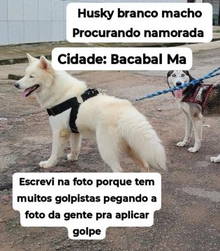 Procurando namorada 