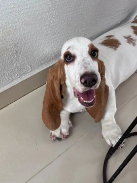 Vendo Basset hound de 7 meses fêmea.