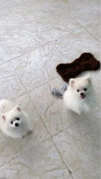 Spitz alemão fêmea 3 meses 