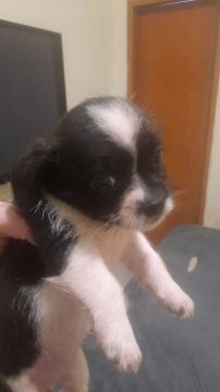 Shih Tzu raceada