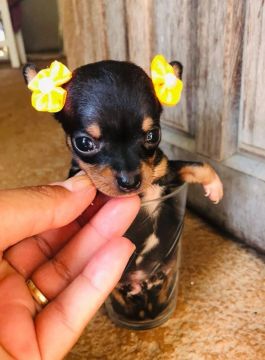 Pinscher Tamanho 0 -Tenha o melhor filhote a sua família 