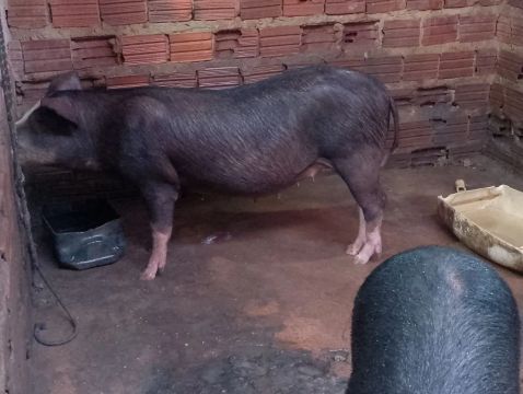 Duas porca de raça 