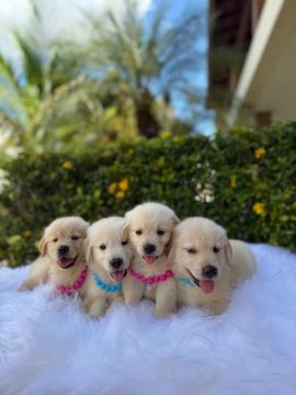 Bebês de Golden Retriver