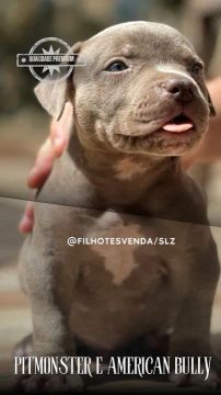 Pitmonster e American bully 