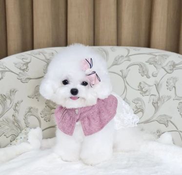 Poodle Elegância e Alegria no Natal