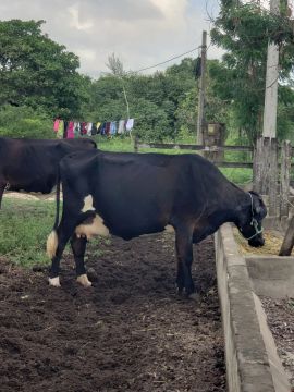 Vaca leiteira 