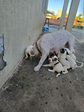 Pit bull filhotes