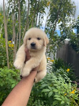 Golden Retriever - CBKC 