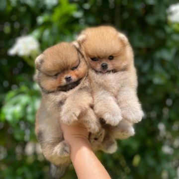 Lulu da Pomerânia Os Mais Lindos da Olx 
