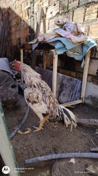 Galo carioca pintado pesa 3;300kg