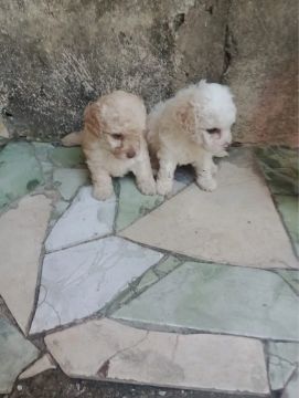 Filhotes de poodle toy 