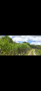 Propriedade 25 tarefas com área verde e casa sede