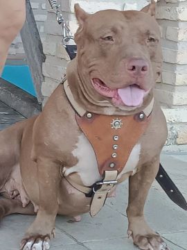 América Bully xl.. não e Pitbull.. promoção 
