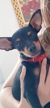 Filhote de Pinscher