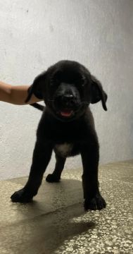 Filhote de Rottweiler Preto