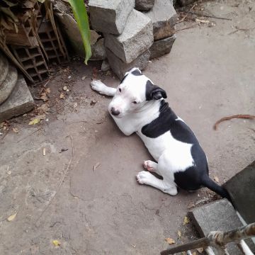 Filhote de Pitbull fêmea 