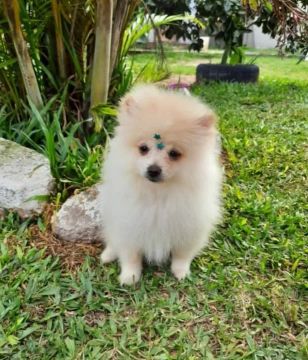 Lindas fêmeas de Spitz alemão 