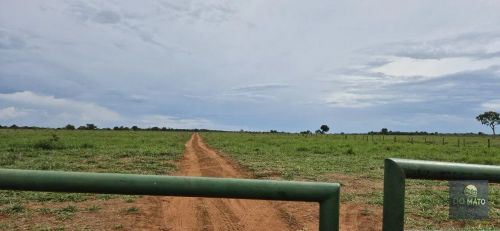 Fazenda de 185 Hectares a 80km de Campo Grande/MS: Produtividade Imediata e Infraestru...