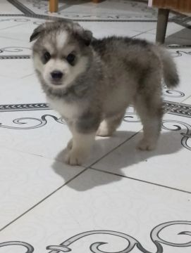 Vende se filhote de husky siberiano 