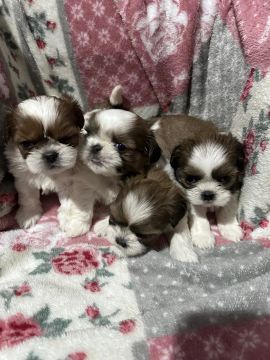 Shih tzu filhotes bem pequeninos - machos e fêmeas 