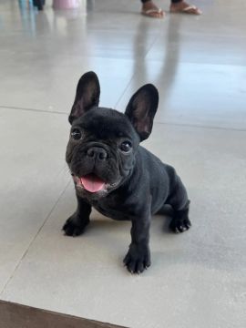 Filhote de Bulldog Francês