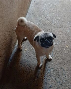 Pug Adultos