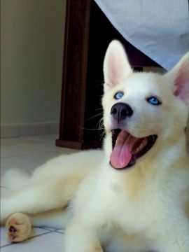 Filhote Husky Siberiano 