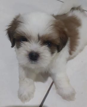 Filhote Shih Tzu - Lindíssimo