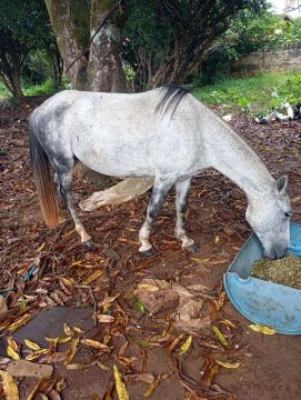 Égua piquira 