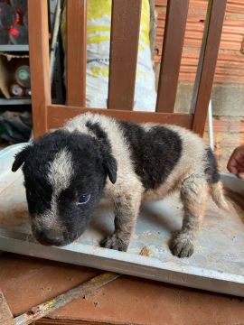 Vendo Filhotes de Blue Heeler