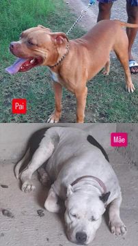 Filhotes Pitbull