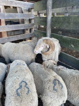 Carneiros Merinos