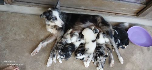 Border Collie com filhotes