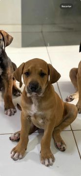 filhote fila brasileiro 