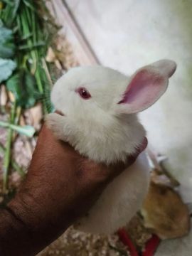 Lindos filhotes coelho seu pet aki 