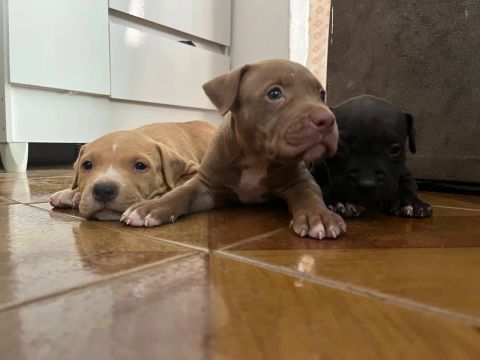 Venda-se Pitbull 