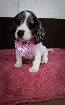 Filhotes Fêmeas , Bassê - Dachshund 