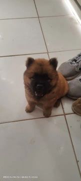 Filhote Chow-Chow (fêmea)