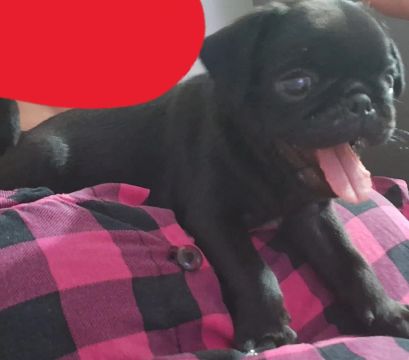 Pug Black FEMEA