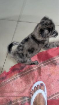 Filhote fêmea pra doação 