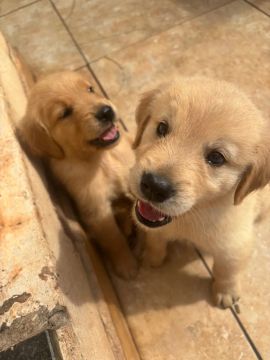 Filhotes de Golden retriever 