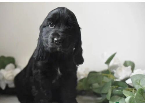 Cocker Spaniel inglês filhotes raça pura lindos