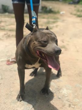 Pitbull para reprodução 