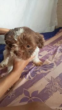 Vendo cachorra Shitzu fêmea 