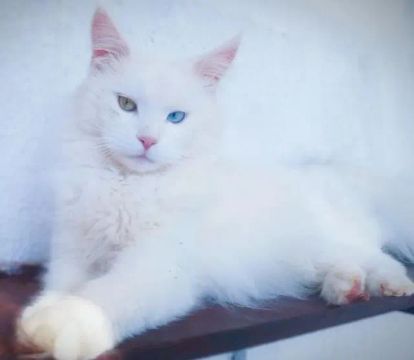 Vendo Maine Coon fêmea