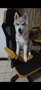 Husky Siberiano Filhote